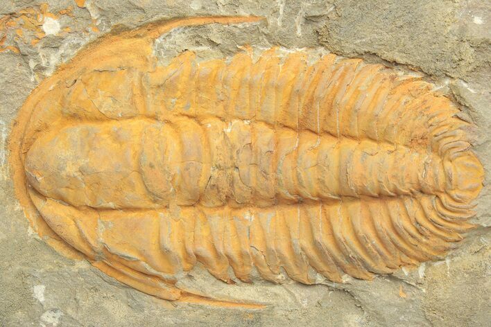 Cambrian Trilobite (Hamatolenus) - Tinjdad, Morocco #222418